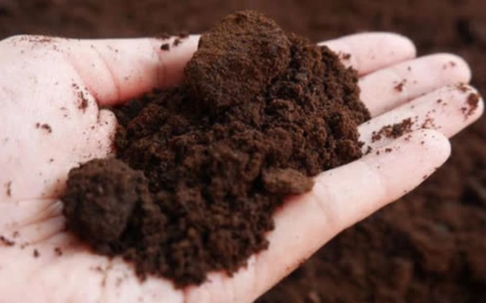 Bã cà phê khô giúp hút mùi ẩm và giảm mùi da