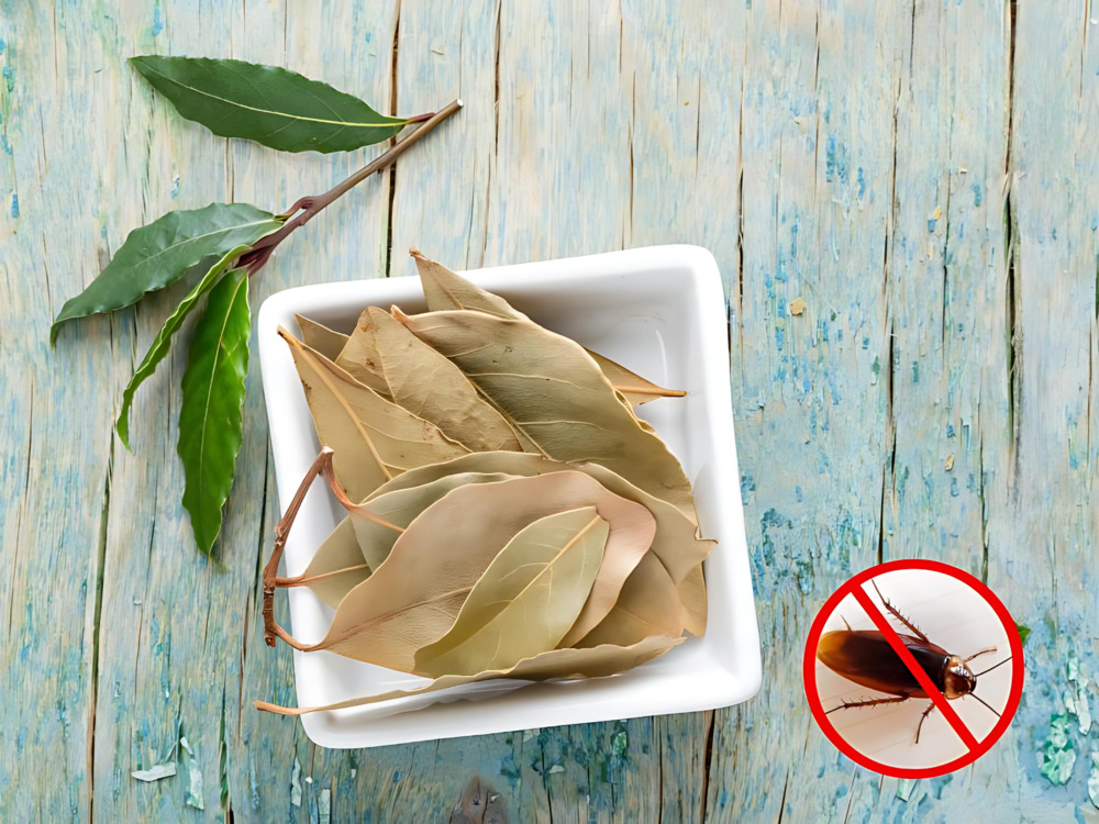 Lá nguyệt quế giúp xua đuổi gián hiệu quả 