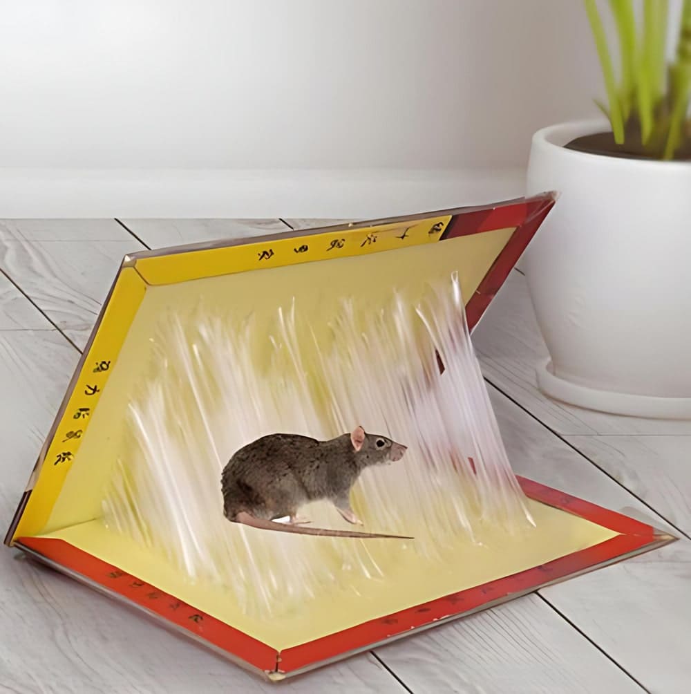 Miếng dán bẫy chuột
